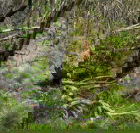 Hopetoun Falls Walking Track - Accommodation Sunshine Coast