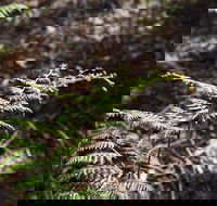 Langwarrin Flora and Fauna Reserve Walking Trails - Accommodation Sunshine Coast