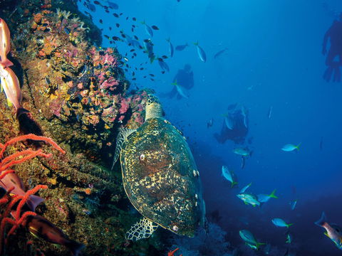 SS Yongala Dive Site - Accommodation Sunshine Coast 0