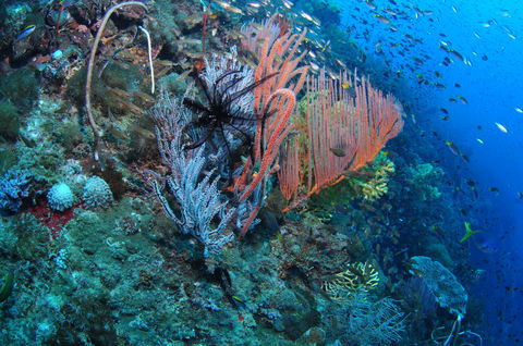 SS Yongala Dive Site - Accommodation Sunshine Coast 1
