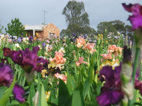 Smokin Heights Iris Display Garden - Accommodation Sunshine Coast 0