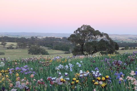 Smokin Heights Iris Display Garden - Accommodation Sunshine Coast 1