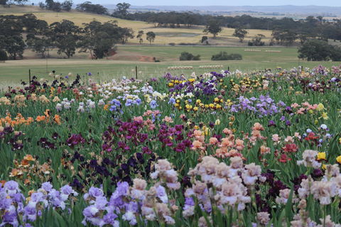 Smokin Heights Iris Display Garden - Accommodation Sunshine Coast 2