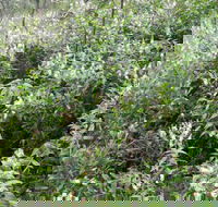 Snowgum Walking Track - Accommodation Sunshine Coast