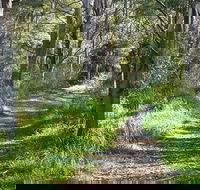 Stoodley Forest Walk and Arboretum - Accommodation Sunshine Coast