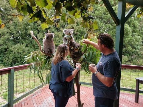 The Aussie Stop Offering Breakfast With Koalas - Accommodation Sunshine Coast 1