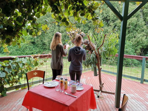 The Aussie Stop Offering Breakfast With Koalas - Accommodation Sunshine Coast 2