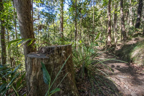 Thylogale Track - Accommodation Sunshine Coast 0