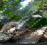 Wirrawilla Rainforest Walk - Accommodation Sunshine Coast