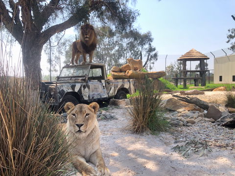 Zambi Wildlife Retreat - Accommodation Sunshine Coast 0