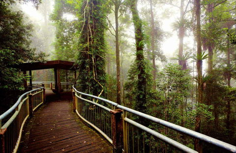 Dorrigo National Park - Accommodation Sunshine Coast 0