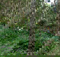 Nature Walking Track - Accommodation Sunshine Coast