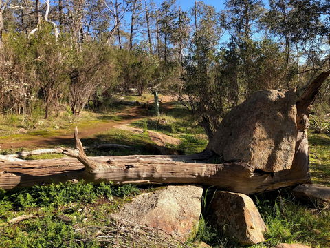 Pine Gully Nature Trail - Accommodation Sunshine Coast 1