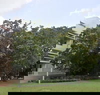 State Square Banyan Tree - Accommodation Sunshine Coast