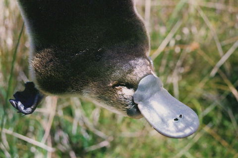 Warrawong Wildlife Sanctuary - Accommodation Sunshine Coast 0
