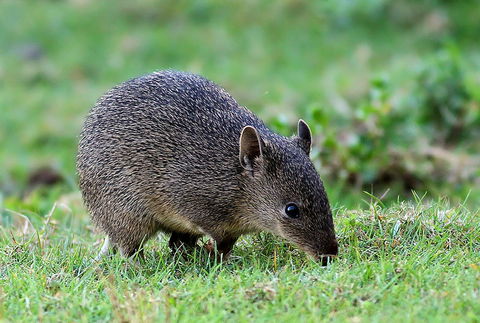 Warrawong Wildlife Sanctuary - Accommodation Sunshine Coast 1