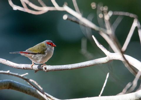 Warrawong Wildlife Sanctuary - Accommodation Sunshine Coast 2