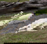 Yarra Valley Nocturnal Zoo - Accommodation Sunshine Coast