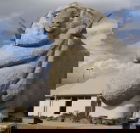 Big Merino - Accommodation Sunshine Coast