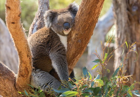 Cleland Wildlife Park - Accommodation Sunshine Coast 0