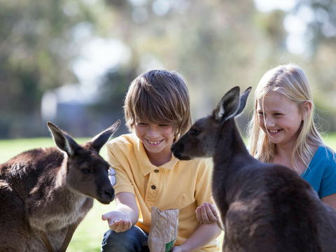 Cleland Wildlife Park - Accommodation Sunshine Coast 1