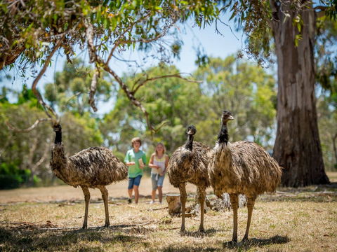 Cleland Wildlife Park - Accommodation Sunshine Coast 2