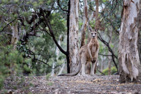 Currawong Bush Park - Accommodation Sunshine Coast 1