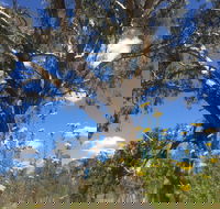 Euroa Arboretum - Accommodation Sunshine Coast