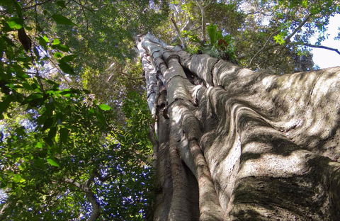 Moore Park Nature Reserve - Accommodation Sunshine Coast 0
