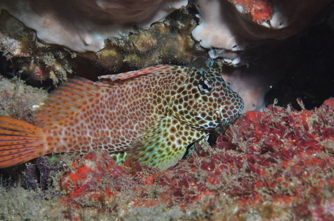Nine Mile Reef Dive Site - Accommodation Sunshine Coast 0