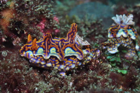 Nine Mile Reef Dive Site - Accommodation Sunshine Coast 2
