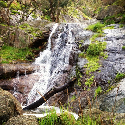 Salisbury Falls Walk - Accommodation Sunshine Coast 1