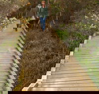 Balcombe Creek Estuary Boardwalk - Accommodation Sunshine Coast