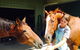 Iris Lodge Alpacas - thumb 0