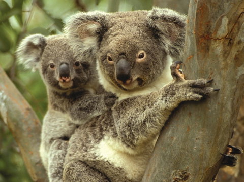 Koalas In Gunnedah - Accommodation Sunshine Coast 0