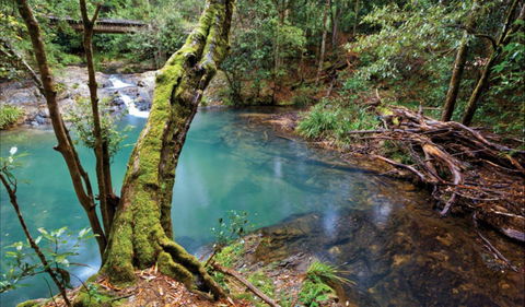 Mobong Walking Track - Accommodation Sunshine Coast 0