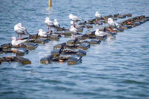 Catch A Crab Tour With Optional Seafood Lunch - Accommodation Sunshine Coast 2