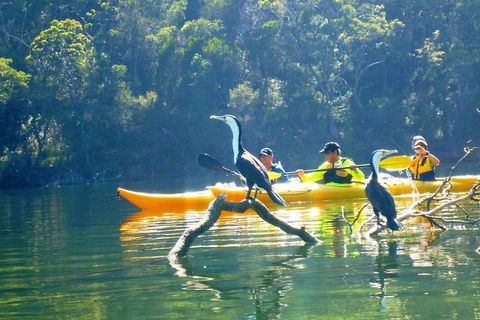 Middle Harbour Mangrove Explorer - Accommodation Sunshine Coast 1
