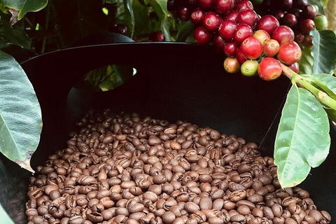 Coffee Farm Tour And Workshop, Byron Bay Hinterland - Accommodation Sunshine Coast 1