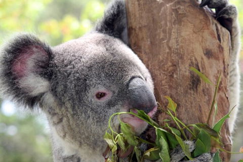 Private 10-hour Tour To Blue Mountains From Sydney - Hotel Pick Up & Drop Off - Accommodation Sunshine Coast 2