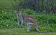 Cairns 4WD Waterfall And Rainforest Tour Including Kuranda Scenic Railway - thumb 7