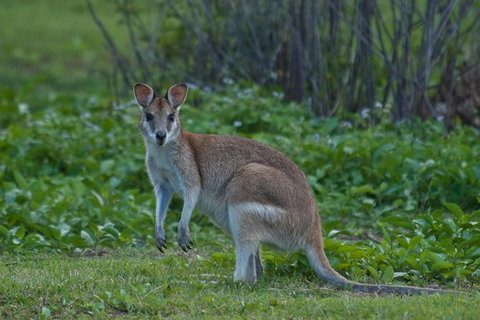 Cairns 4WD Waterfall And Rainforest Tour Including Kuranda Scenic Railway - Accommodation Sunshine Coast 7