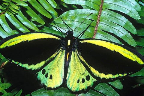 Cairns 4WD Waterfall And Rainforest Tour Including Kuranda Scenic Railway - Accommodation Sunshine Coast 1