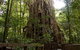 Cairns 4WD Waterfall And Rainforest Tour Including Kuranda Scenic Railway - thumb 5