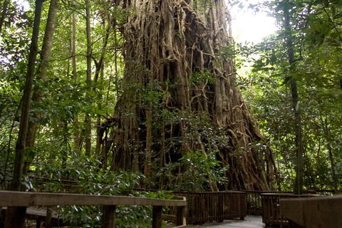Cairns 4WD Waterfall And Rainforest Tour Including Kuranda Scenic Railway - Accommodation Sunshine Coast 5