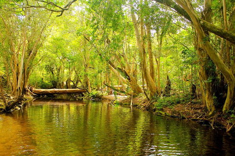 Cairns 4WD Waterfall And Rainforest Tour Including Kuranda Scenic Railway - Accommodation Sunshine Coast 9