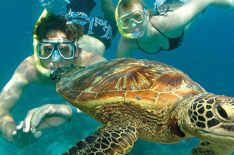 8-Day Cairns Tour: Great Barrier Reef, Kuranda, Daintree Rainforest - Accommodation Sunshine Coast 2