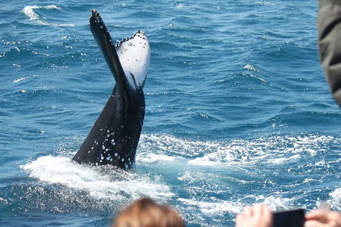 Half-Day Whale Watching In Urangan - Accommodation Sunshine Coast 2