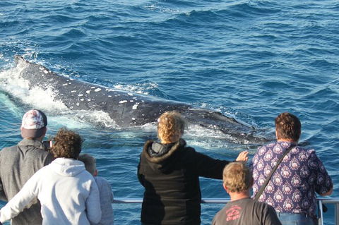 Half-Day Whale Watching In Urangan - Accommodation Sunshine Coast 5