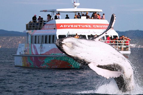 Half-Day Whale Watching In Urangan - Accommodation Sunshine Coast 0